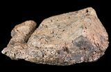 Ankylosaur Scute - Alberta (Disposition #-) #71692-2